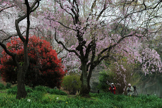 DSC_3108Tokyo