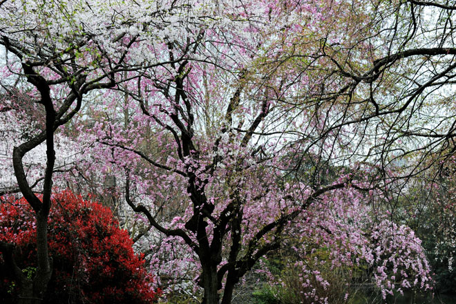 DSC_3112Tokyo