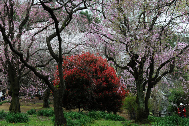 DSC_3113Tokyo