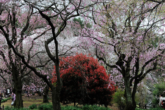 DSC_3115Tokyo