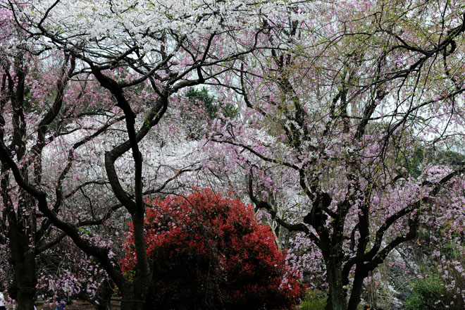 DSC_3120Tokyo