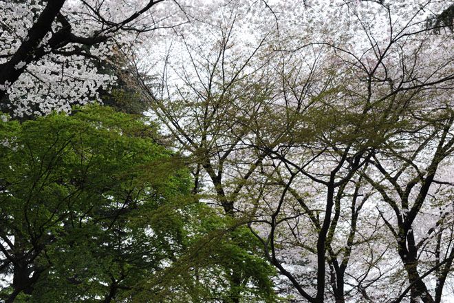 DSC_3166Tokyo