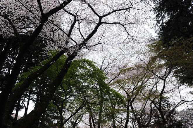 DSC_3168Tokyo