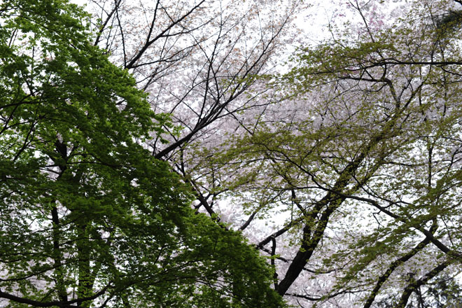 DSC_3172Tokyo