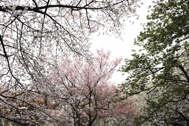 DSC_3196Tokyo