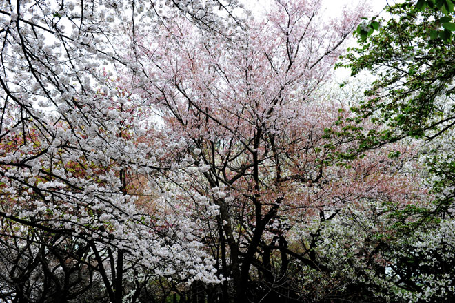 DSC_3198Tokyo