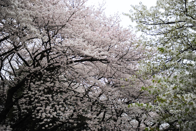 DSC_3212Tokyo