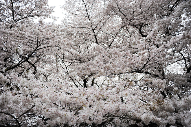 DSC_3214Tokyo