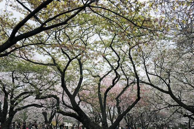 DSC_3219Tokyo