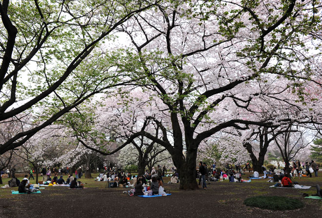 DSC_3223Tokyo
