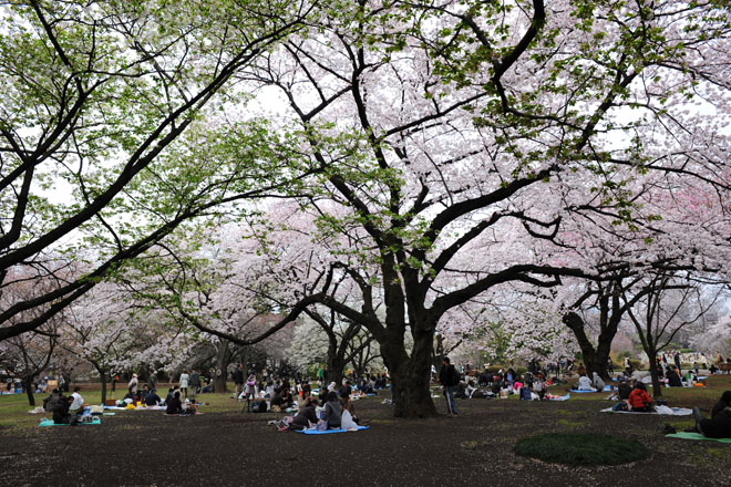 DSC_3226Tokyo