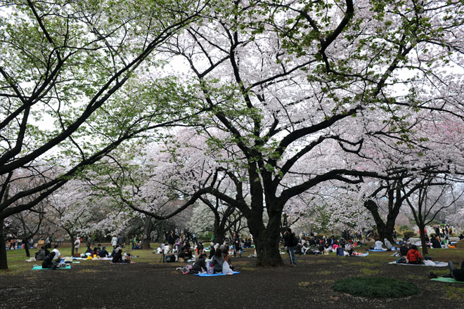 DSC_3227Tokyo