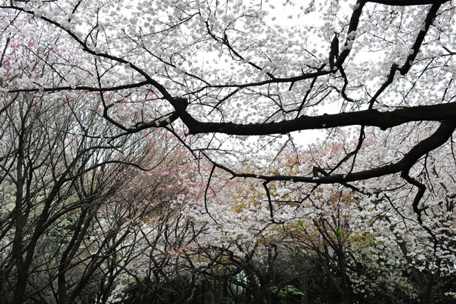 DSC_3244Tokyo
