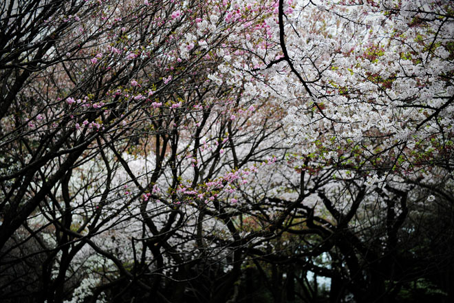 DSC_3246aTokyo