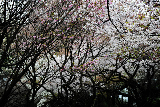 DSC_3247Tokyo