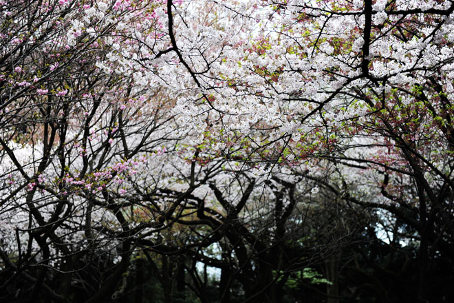 DSC_3248Tokyo