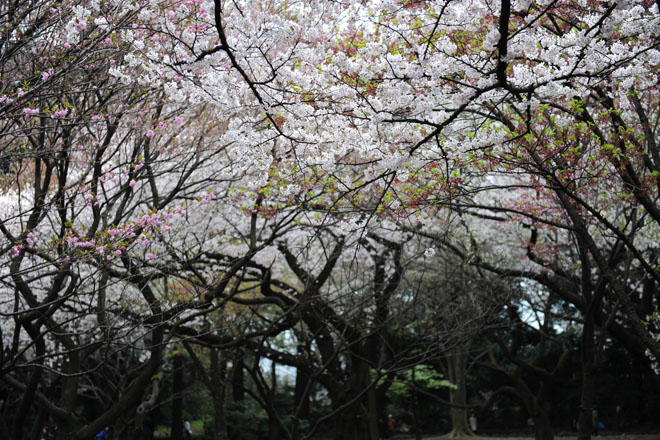 DSC_3249Tokyo