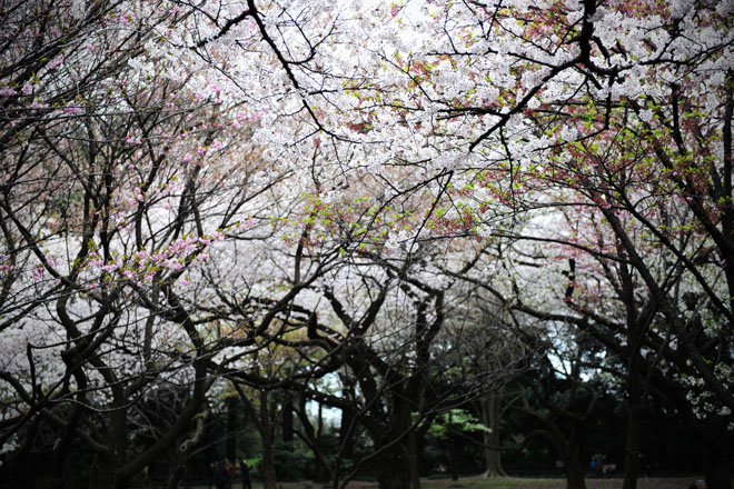 DSC_3251aTokyo