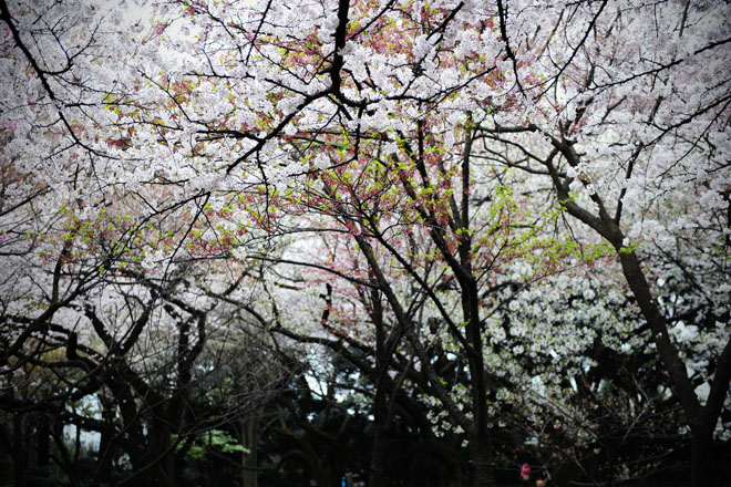 DSC_3252Tokyo