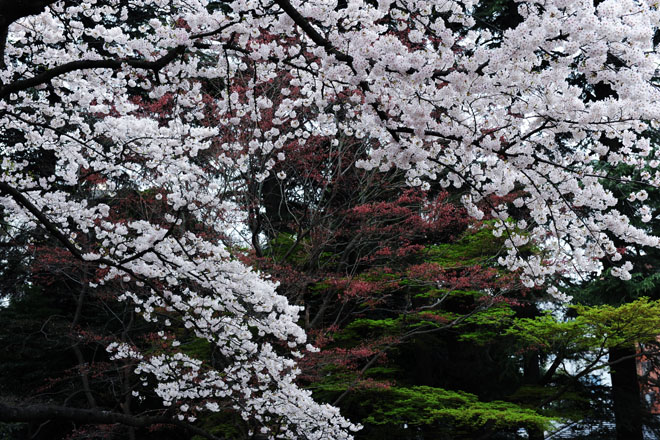 DSC_3259Tokyo