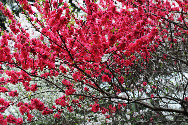 DSC_3268Tokyo