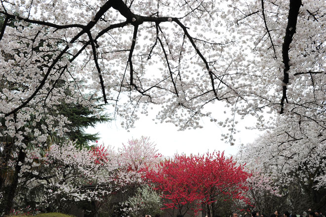 DSC_3299Tokyo