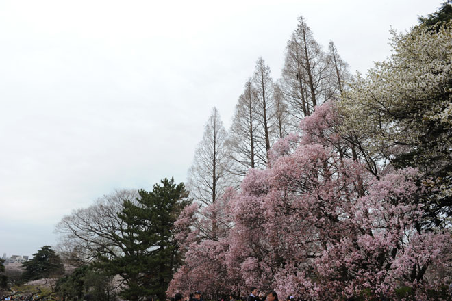 DSC_3304Tokyo