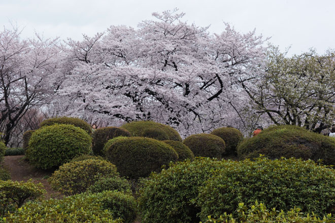 DSC_3347Tokyo