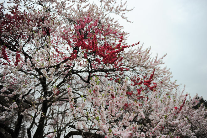 DSC_3353Tokyo