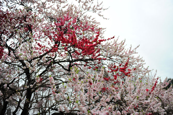 DSC_3354Tokyo