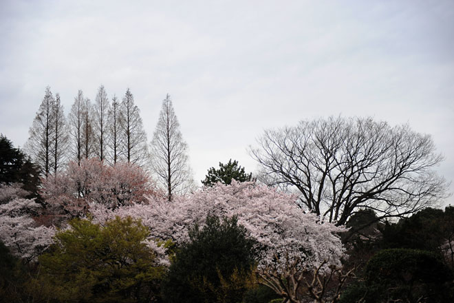 DSC_3355Tokyo