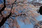 DSC_0641Kawagoe
