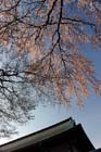 DSC_0652Kawagoe