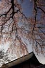 DSC_0657Kawagoe