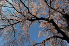 DSC_0664Kawagoe