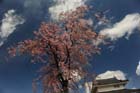DSC_1072Kofu