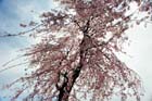 DSC_1077Kofu