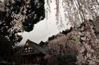 DSC_1147Minobu