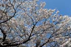 DSC_1275Inuyama