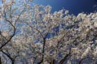 DSC_1277Inuyama