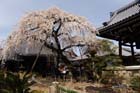DSC_1278Inuyama
