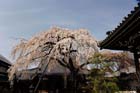 DSC_1291Inuyama