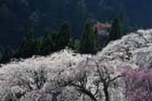 DSC_2799Minobu