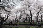 DSC_2907Tokyo