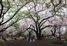DSC_3223Tokyo