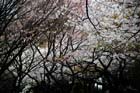 DSC_3246aTokyo