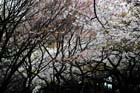 DSC_3247Tokyo