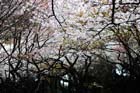 DSC_3248Tokyo