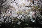 DSC_3251aTokyo
