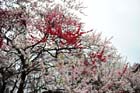 DSC_3354Tokyo